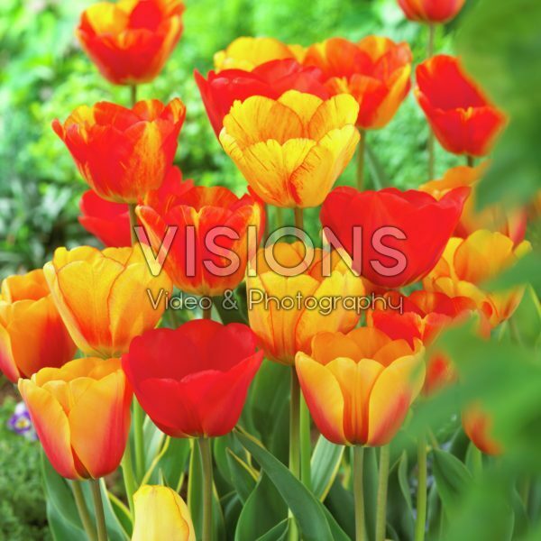 Тюльпан дарвинов гибрид микс